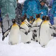 Asahiyama Zoo