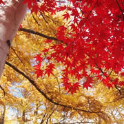 Nakafurano Shinrin Park