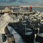 Tofutsu Lake Waterfowl - Swampland Center