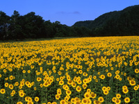 Sunflower field