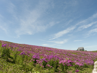 Abashiri Phlox Park