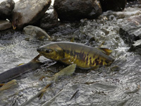 Lake Abashiri, Salmon