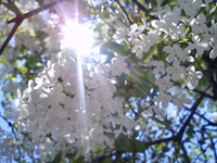 Lilac is the official tree of Sapporo.