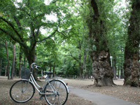 Maruyama Park